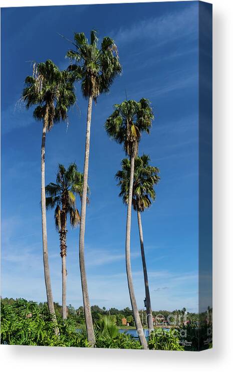 Palm Trees Canvas Print featuring the photograph Tall Curving Palms by Jennifer White