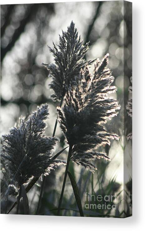 Grass Canvas Print featuring the photograph Tall Grasses by Rich S