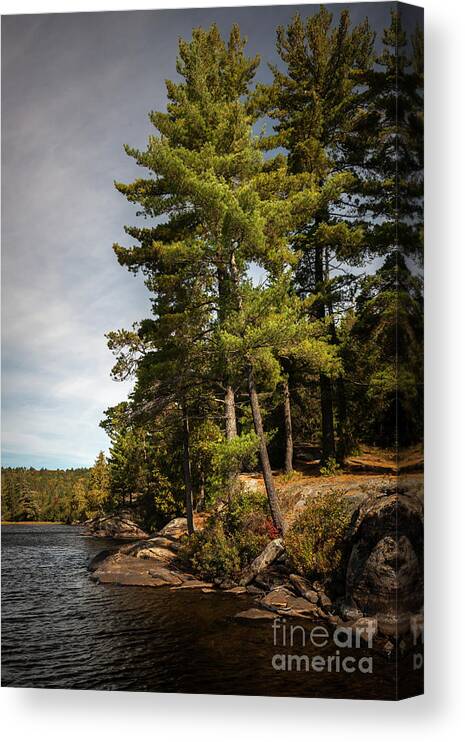 Pine Canvas Print featuring the photograph Tall pines on lake shore by Elena Elisseeva