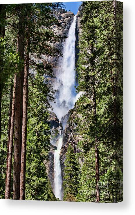  yosemite Canvas Print featuring the photograph Tall Trees Yosemite Falls by Chuck Kuhn