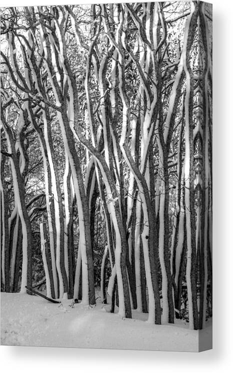 Trees Canvas Print featuring the photograph Tangled by Cathy Kovarik