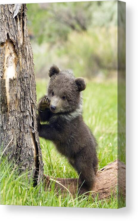 Grizzly Bear Canvas Print featuring the photograph Telling secrets by Melody Watson