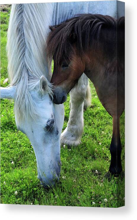 Horses Canvas Print featuring the photograph Telling Secrets by Mike Martin