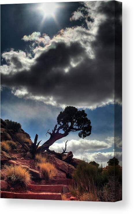 Tree Tenacity Desert Vertical Landscape Scenic Steps Sun Cloud Canyonlands Utah Moab Canvas Print featuring the photograph TenaciTree by Peter Herman