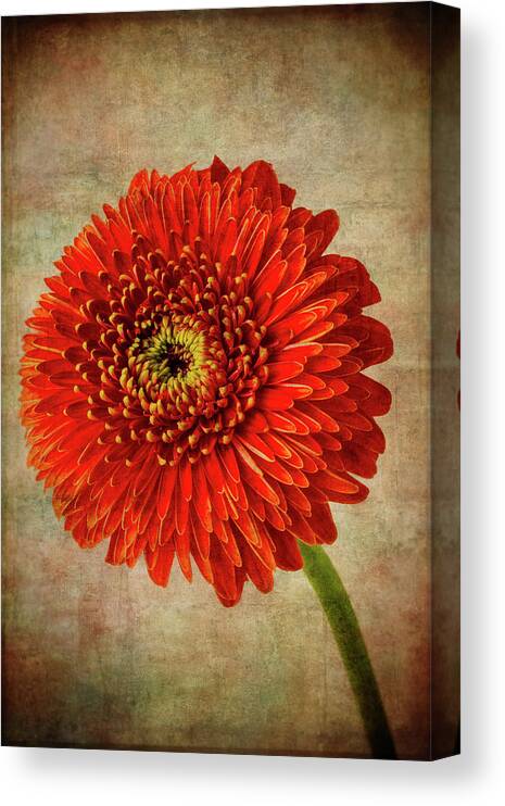 Moody Canvas Print featuring the photograph Textured Red Daisy by Garry Gay