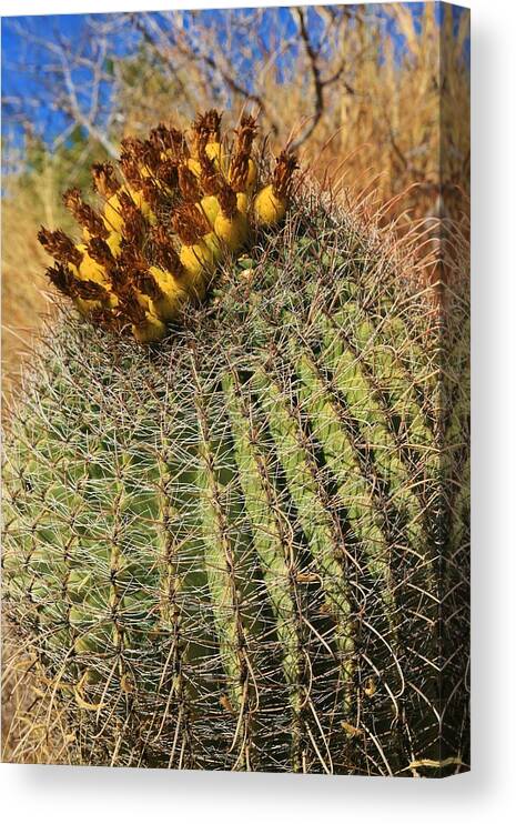 Nature Canvas Print featuring the photograph The Barrel by Sheila Ping