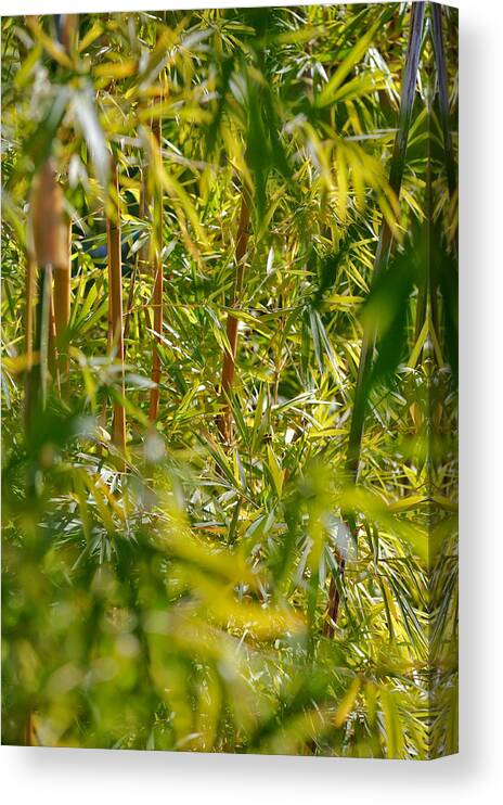 Bamboo Canvas Print featuring the photograph The Big Bamboo by Tom Dowd