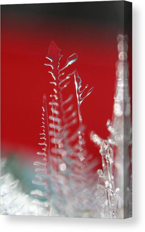 Ice Canvas Print featuring the photograph The Clear Tree by Rachelle Johnston