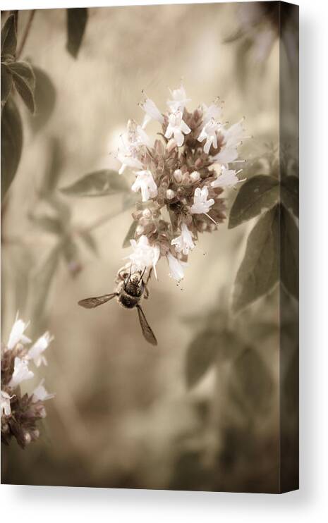 Bee Canvas Print featuring the photograph The Collector by Danielle Silveira