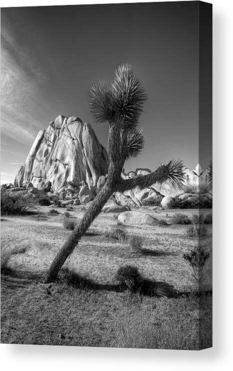 Desert Canvas Print featuring the photograph The Crooked Joshua Tree by Peter Tellone