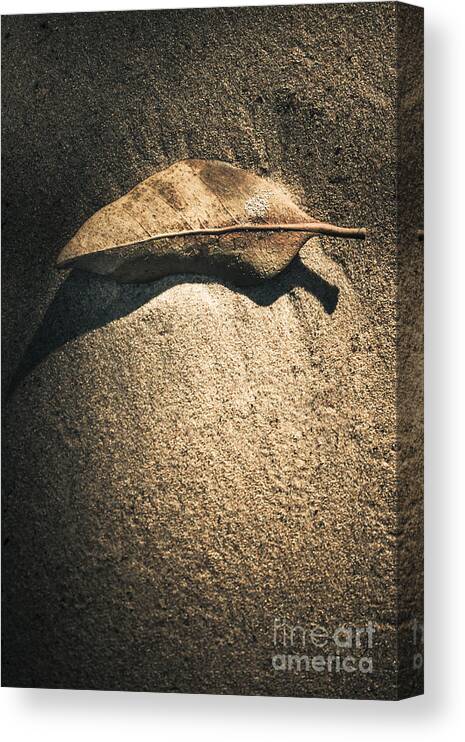 Leaf Canvas Print featuring the photograph The desert burial by Jorgo Photography