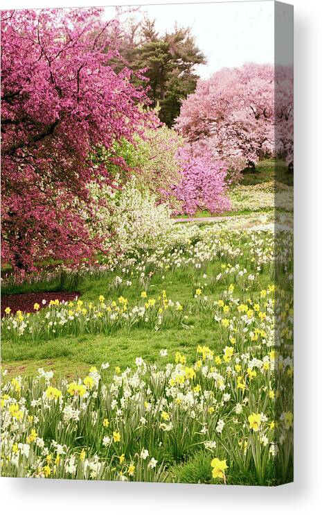 New York Botanical Garden Canvas Print featuring the photograph The Hills are Alive by Jessica Jenney