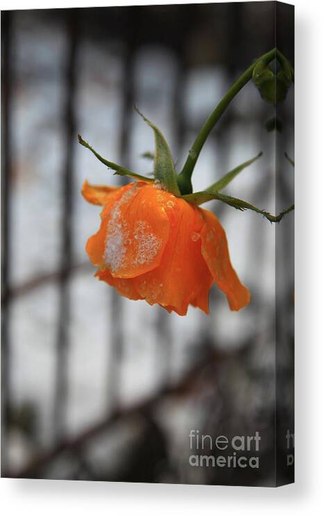 Flower Canvas Print featuring the photograph The last Rose of Summer by Jeanette French