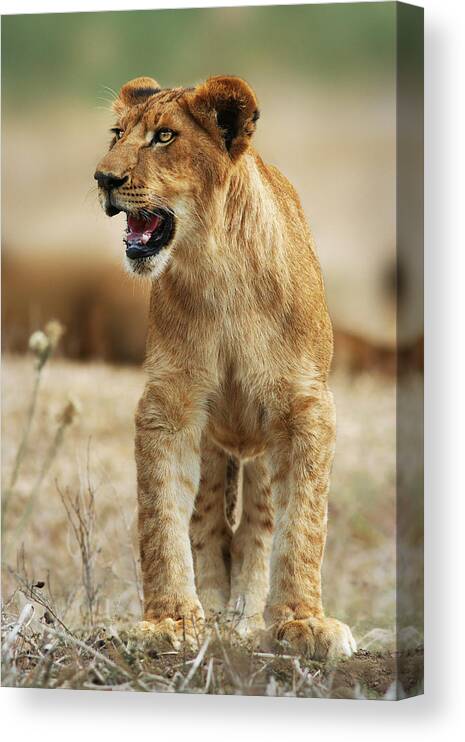 Lion Canvas Print featuring the photograph The Lion King by Yuri Peress