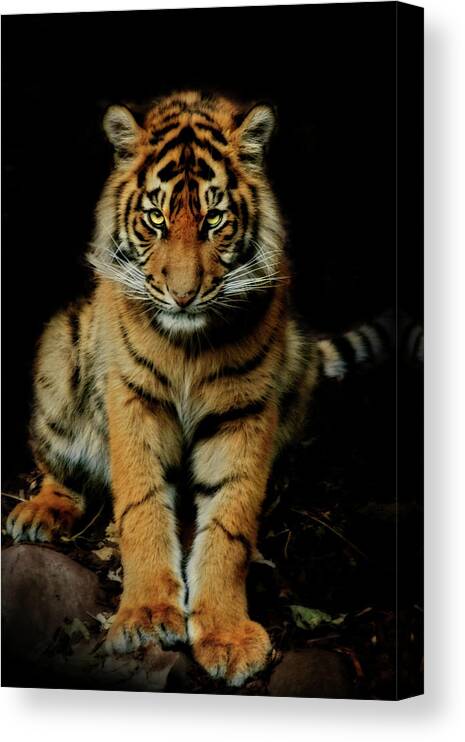 Tiger Canvas Print featuring the photograph The Look by Animus Photography