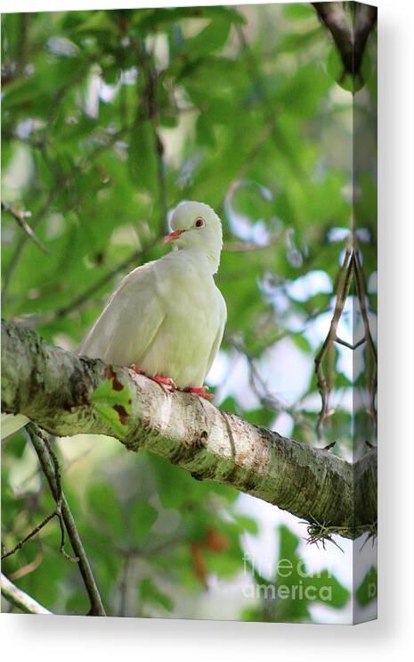 Birds Canvas Print featuring the photograph the Messenger by Ella Kaye Dickey