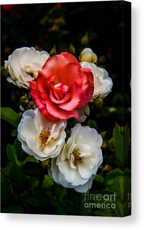 Rose Canvas Print featuring the photograph The Odd One by Robert Bales