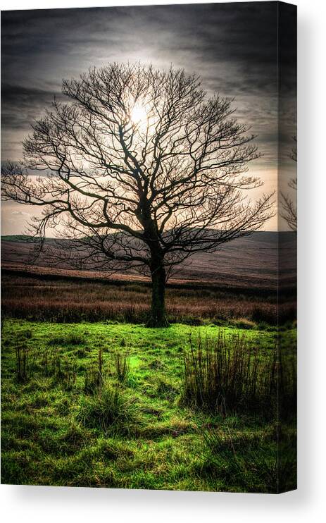 Landscape Canvas Print featuring the photograph The One Tree by Geoff Smith