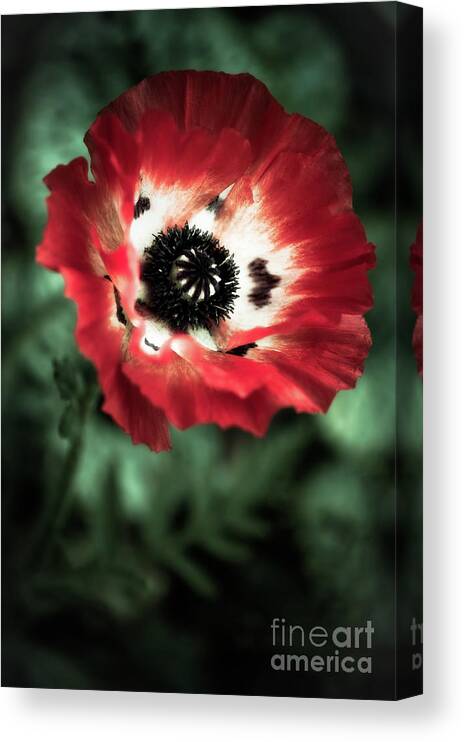 Botanical Canvas Print featuring the photograph The One by Venetta Archer