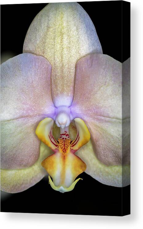 Orchid Canvas Print featuring the photograph The Orchid Blossom by The Flying Photographer