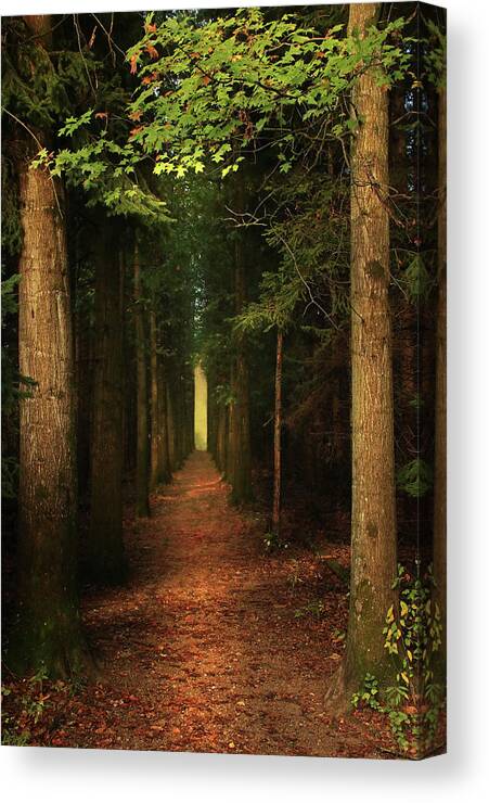 Forest Canvas Print featuring the photograph The Pathway by Rob Blair