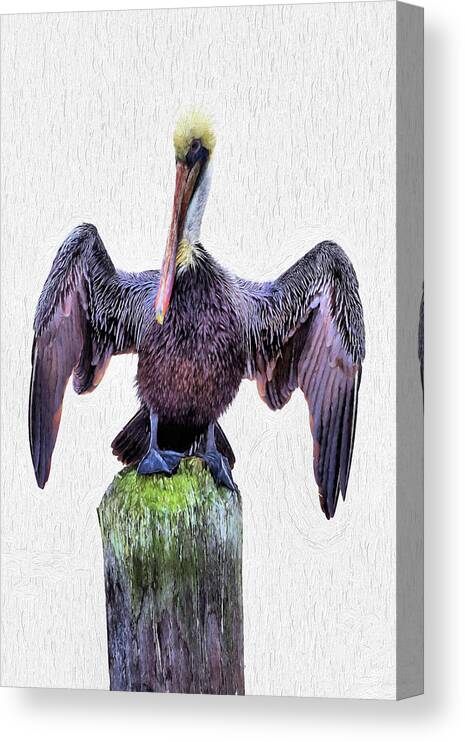 Pelecanus Occidentalis Canvas Print featuring the digital art The Posing Pelican by JC Findley