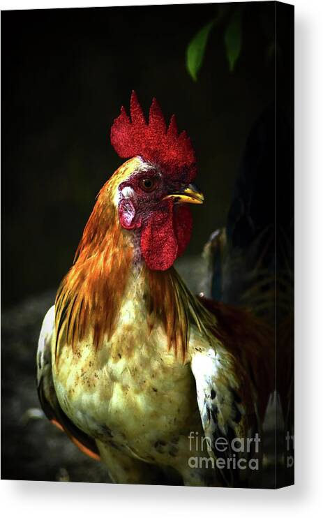 Michelle Meenawong Canvas Print featuring the photograph The Pride Of The Rooster by Michelle Meenawong