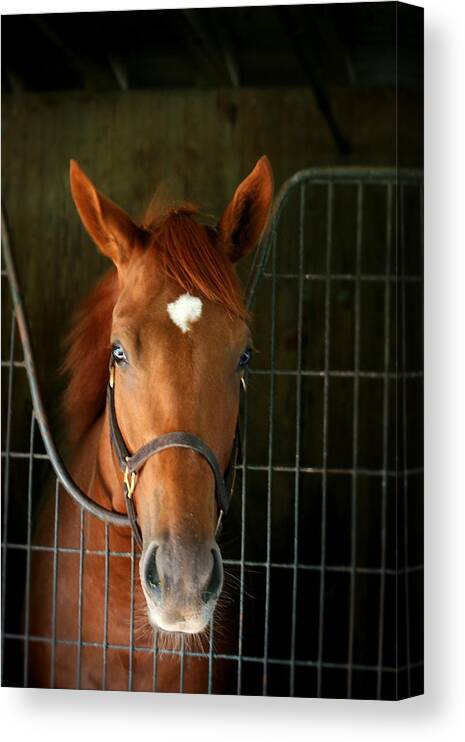 Racing Canvas Print featuring the photograph The Roan by Cathy Harper