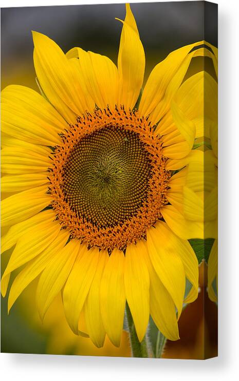 The Sunflower Canvas Print featuring the photograph The Sunflower by Dale Kincaid