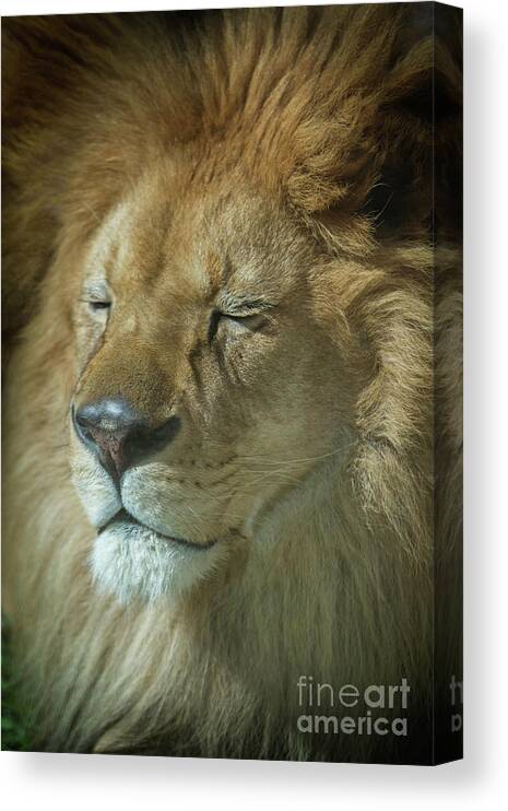 The Thinker Canvas Print featuring the photograph The Thinker by Karen Jorstad