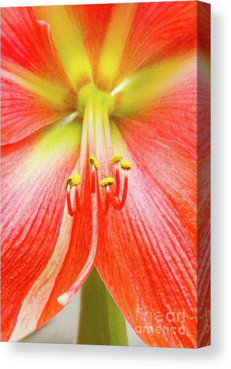 Amaryllis Canvas Print featuring the photograph The Timid Nymph - II by Marilyn Cornwell