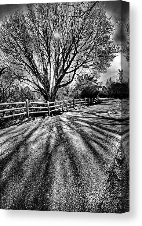 Black And White Canvas Print featuring the photograph The Tree and the shadow BW by Lilia S