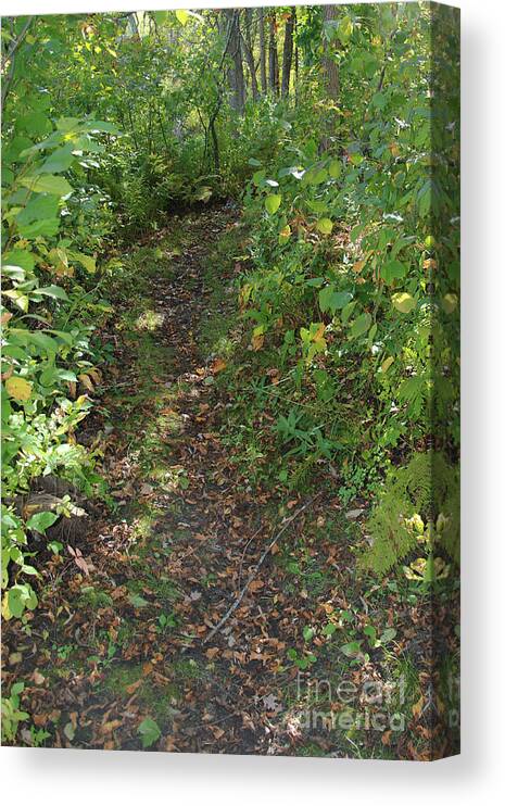 Path Canvas Print featuring the photograph The Unknown Path by Stephanie Hanson