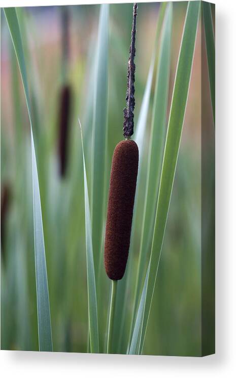 Typha Canvas Print featuring the photograph Them Beautious Cattails by Kathy Clark