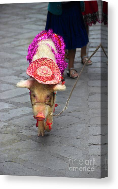 This Canvas Print featuring the photograph This Little Piggy Went To The Market by Al Bourassa