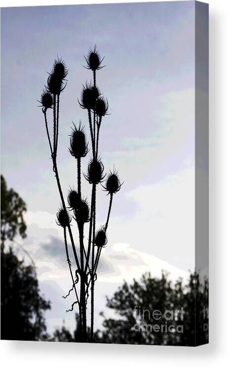 Thistle Canvas Print featuring the digital art Thistle at Dusk by Jack Ader