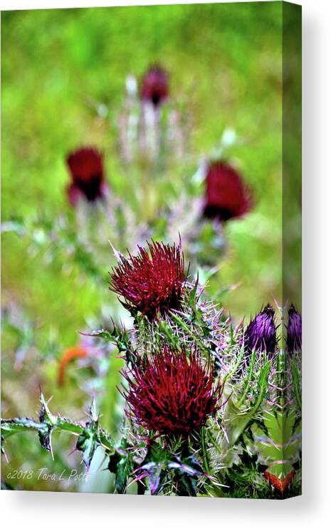Thistle Canvas Print featuring the photograph Thistles Vertical by Tara Potts