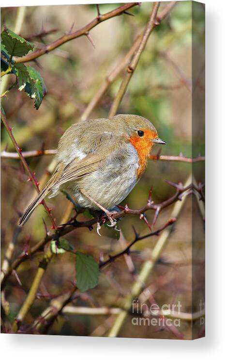 Donegal On Your Wall Canvas Print featuring the photograph Thorny Issue European Robin Donegal by Eddie Barron