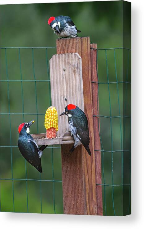 Mark Miller Photos Canvas Print featuring the photograph Three Backyard Woodpeckers by Mark Miller