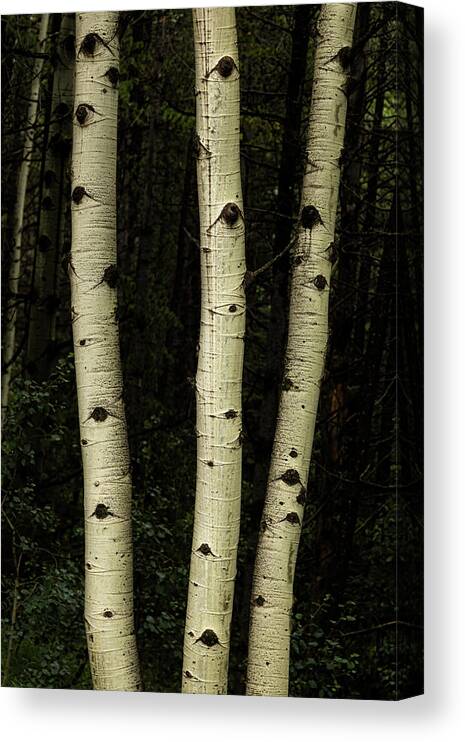 Aspen Trees Canvas Print featuring the photograph Three Pillars Of The Forest by James BO Insogna