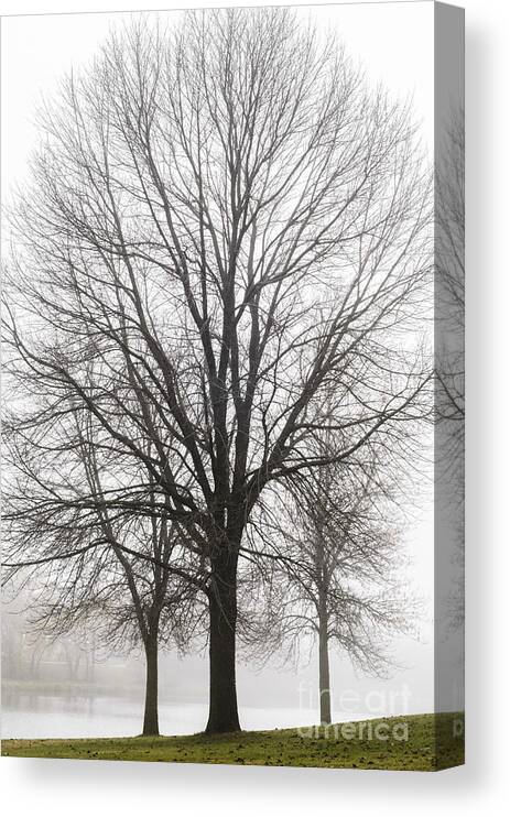 Trees Canvas Print featuring the photograph Three Trees In Fog by Tamara Becker