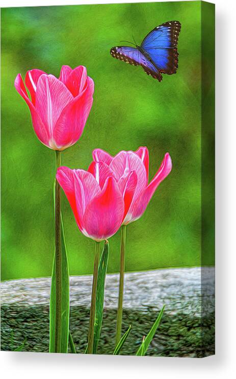 Tulips Canvas Print featuring the photograph Three Tulips by Cathy Kovarik