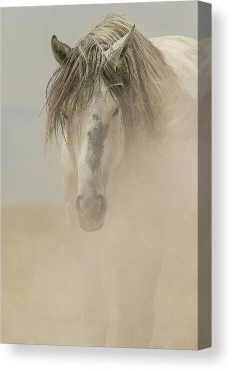 Horse Canvas Print featuring the photograph Through The Dust by Kent Keller
