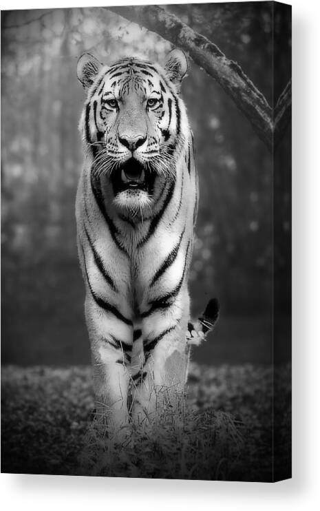 Tiger Canvas Print featuring the photograph Tiger Black And White by Jean Francois Gil