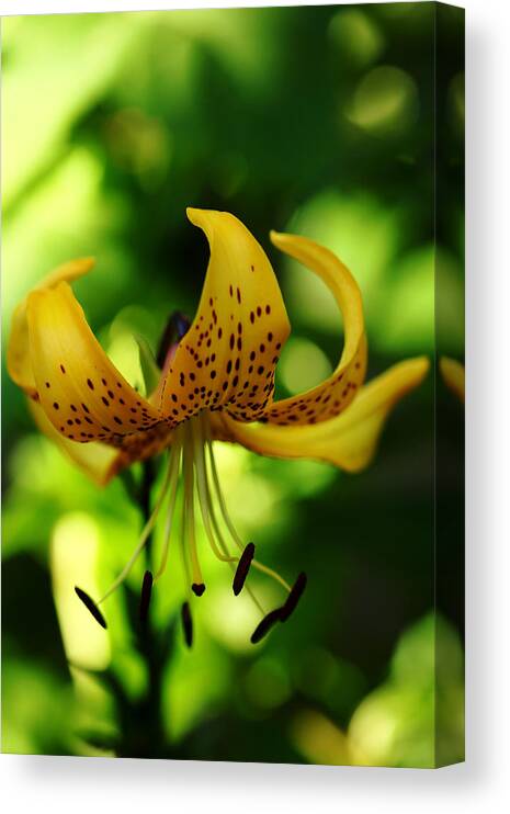 Tiger Lily Canvas Print featuring the photograph Tiger Lily by Debbie Oppermann