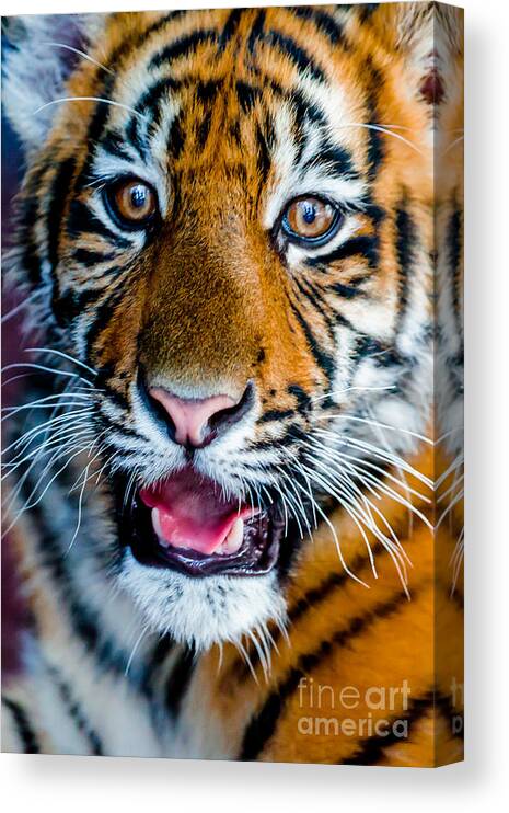 Animal Canvas Print featuring the photograph Tiger by Ray Shiu