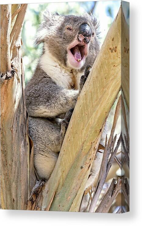 Koala Canvas Print featuring the photograph Time for a Nap by Catherine Reading