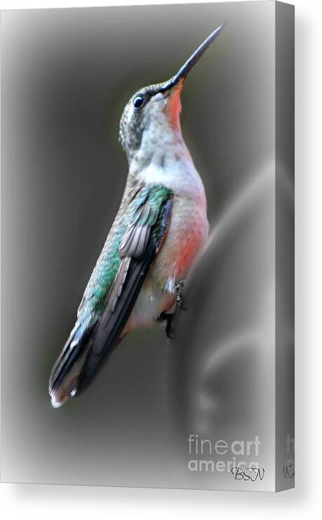 Humming Bird Canvas Print featuring the photograph Tiny Dancer by Barbara S Nickerson