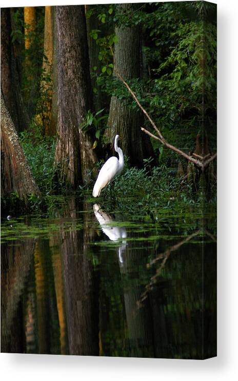 Tree Canvas Print featuring the photograph Tiptoe by Don Prioleau