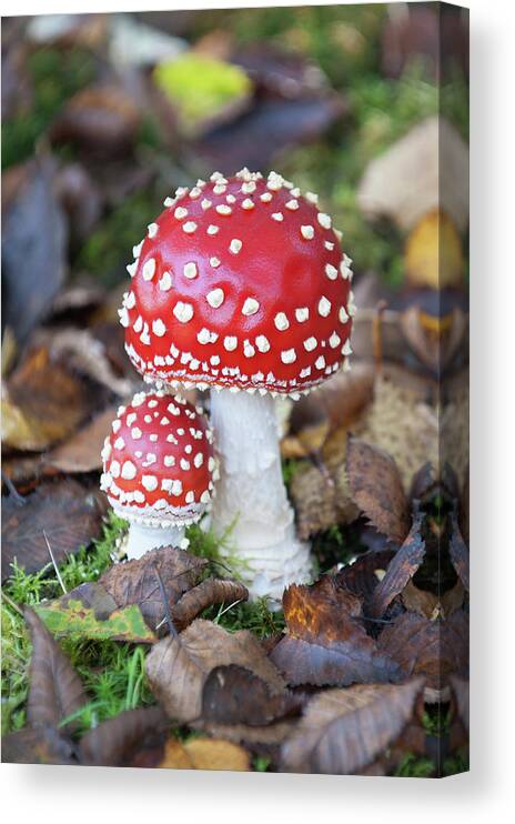 Helen Northcott Canvas Print featuring the photograph Toadstools in the Woods vi by Helen Jackson